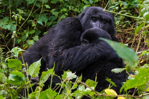 4 días de experiencia con gorilas y safariRecorrido económico