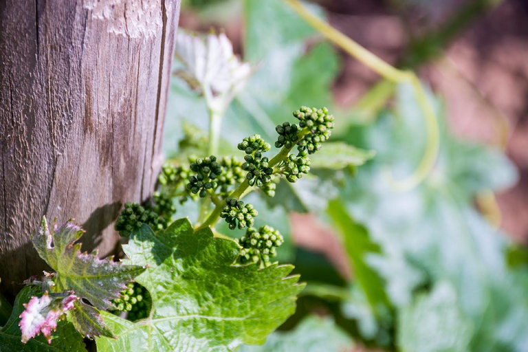 Ronda : visite d&#039;un domaine viticole avec dégustation de vins et tapas