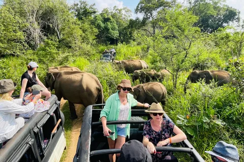 Minneriya Park Jeep Safari with Tickets Include pickup drop