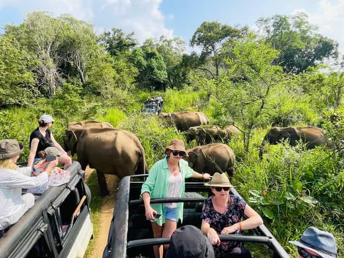 Sigiriya: Safari por el Parque de Minneriya en Jeep 4x4 Golden Hours ...