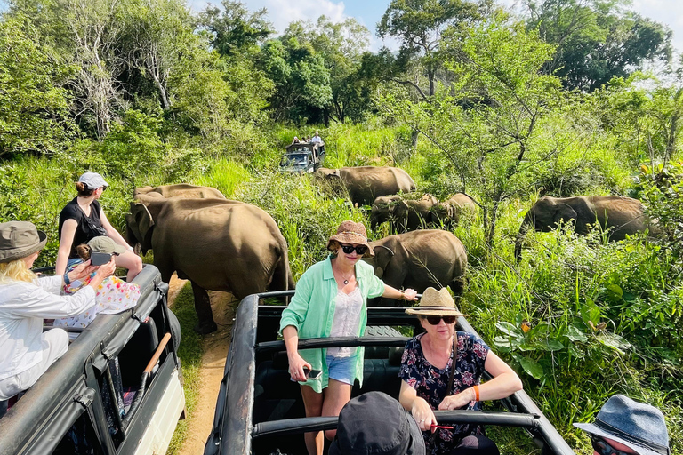 Sigiriya/Dambulla/Habarana : Safari dans le parc national de Minneriya