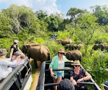 Safari in jeep 4x4 nel Parco Nazionale di Minneriya, incluso il biglietto d'ingresso