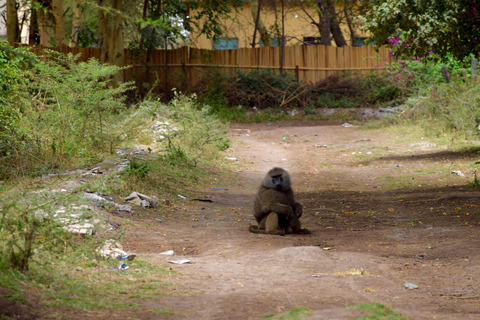 Mto wa Mbu: Waterfall, Maasai Boma, Village, & Balaa Hill Mto wa Mbu Tour & Canoe Ride on Lake Manyara