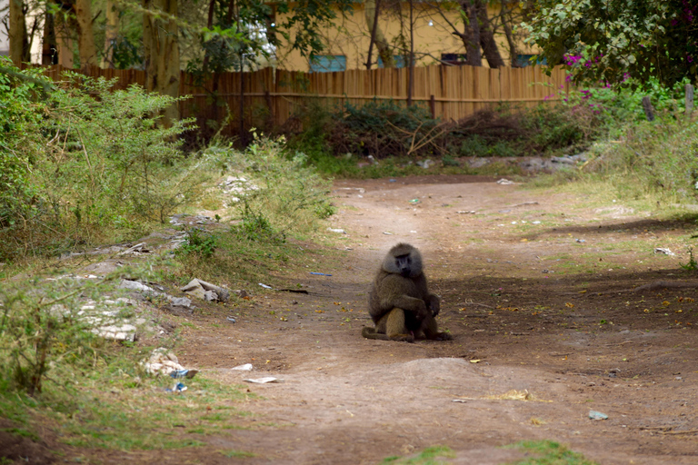 Mto wa Mbu: Waterfall, Maasai Boma, Village, & Balaa Hill Mto wa Mbu Tour & Canoe Ride on Lake Manyara