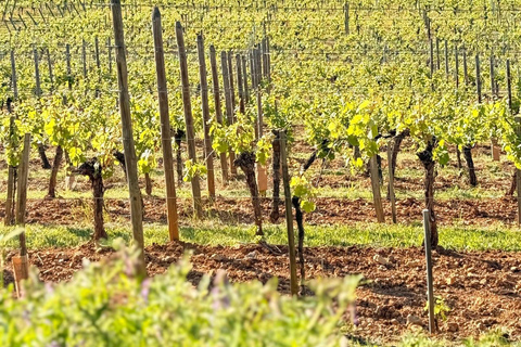 Ribeauvillé: Musik, Burgen und Legenden