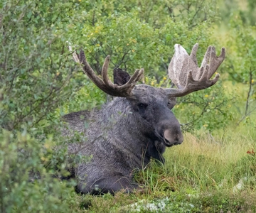 Lofoten: Wildlife Safari