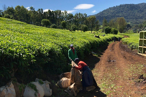 Kericho: Tea Plantation Tour with Tasting and Pickup