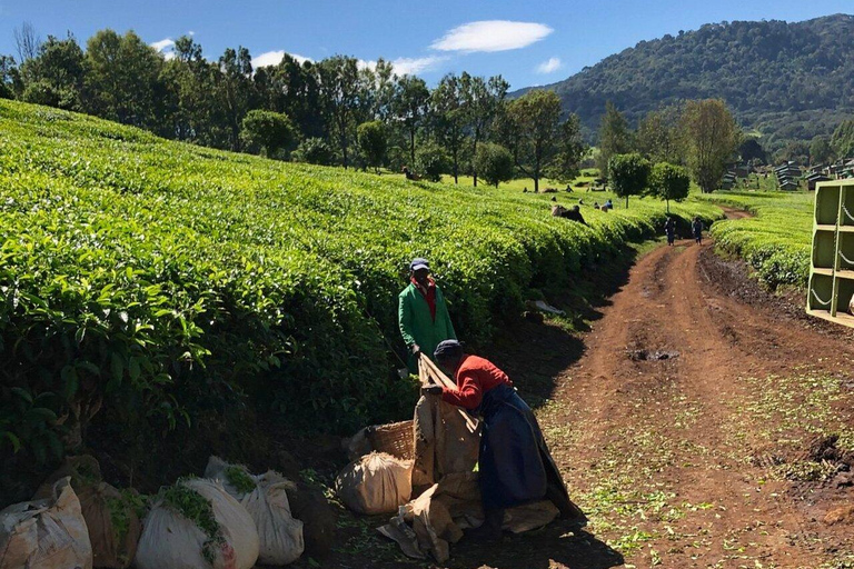 Kericho: Tea Plantation Tour with Tasting and Pickup