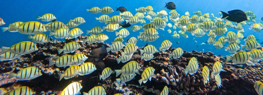 Baptême de plongée, pour débuter !