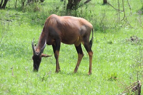 From Entebbe: 3-Day Lake Mburo Safari with Boat Cruise