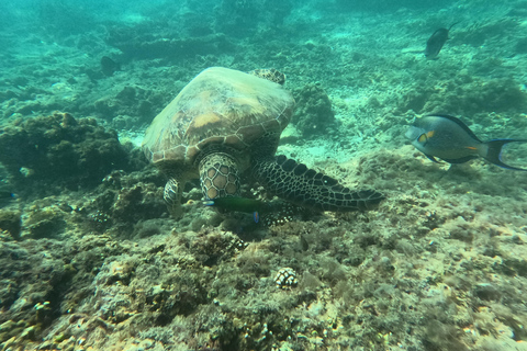 Muscat: Dolphin Watching and Snorkeling Tour Muscat: Dolphin Watching and Snorkeling Tour