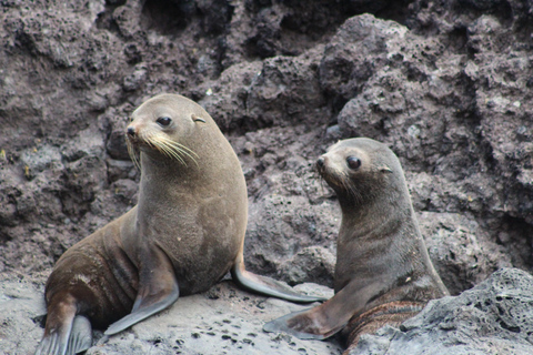 From Christchurch: Akaroa Private Day Trip & Nature Cruise