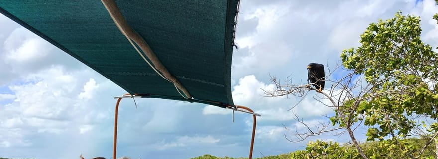 Yucatán : Tour en bateau de la réserve de biosphère de Río Lagartos