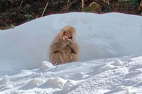 Nagano: Snow Monkeys, Obuse, & Hot Spring Foot Bath Tour