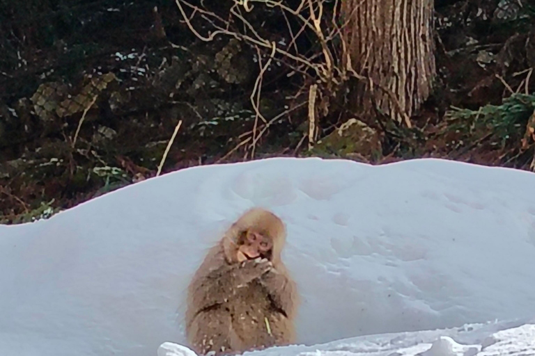 Nagano: Snow Monkeys, Obuse, & Hot Spring Foot Bath Tour