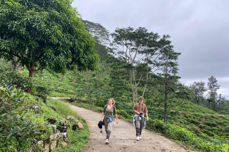 LOCATION: Hanthana to Galaha Pekoe Trail Stage 01 Trek Pekoe Trail Stage 01 -Hanthana to Galaha Tracking