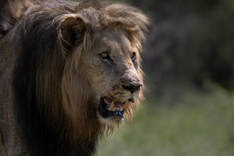 Budżetowe safari w Pilanesberg2-Day Bakgatla