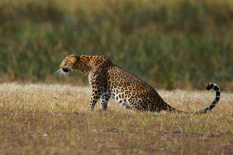 7- Days Sri Lanka Private Tour Package with 4*Hotels & Meals