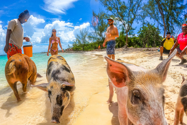Nassau: Pigs Beach Trip by Boat with Swimming and Feeding