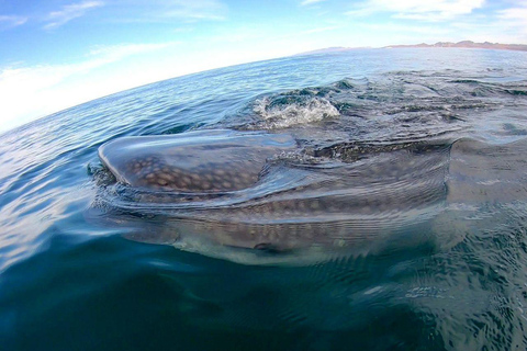 Swim with Whale Sharks in La Paz