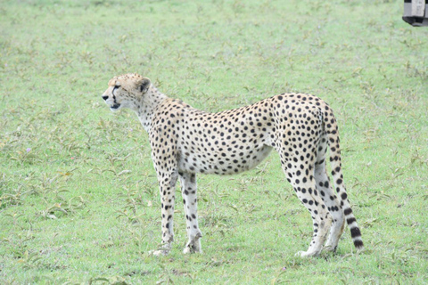 3-Day Safari to Serengeti and Ngorongoro Crater