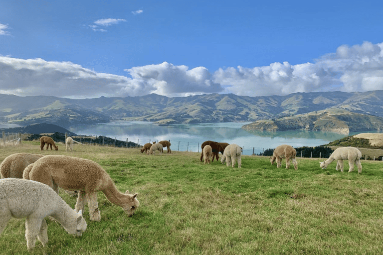 Canterbury: Shamarra Alpacas Farm Tour