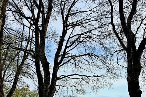 GurtenPark–Bern: 360° Viewpoint, Toboggan Run, and Cheese Picnic Gurten Park – Bern: Small Group Tour