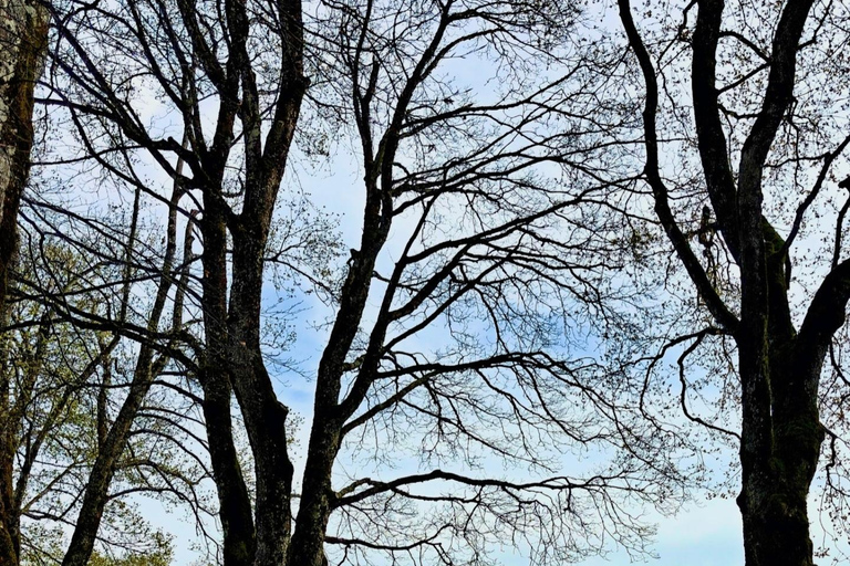 GurtenPark–Bern: 360° Viewpoint, Toboggan Run, and Cheese Picnic Gurten Park – Bern: Small Group Tour