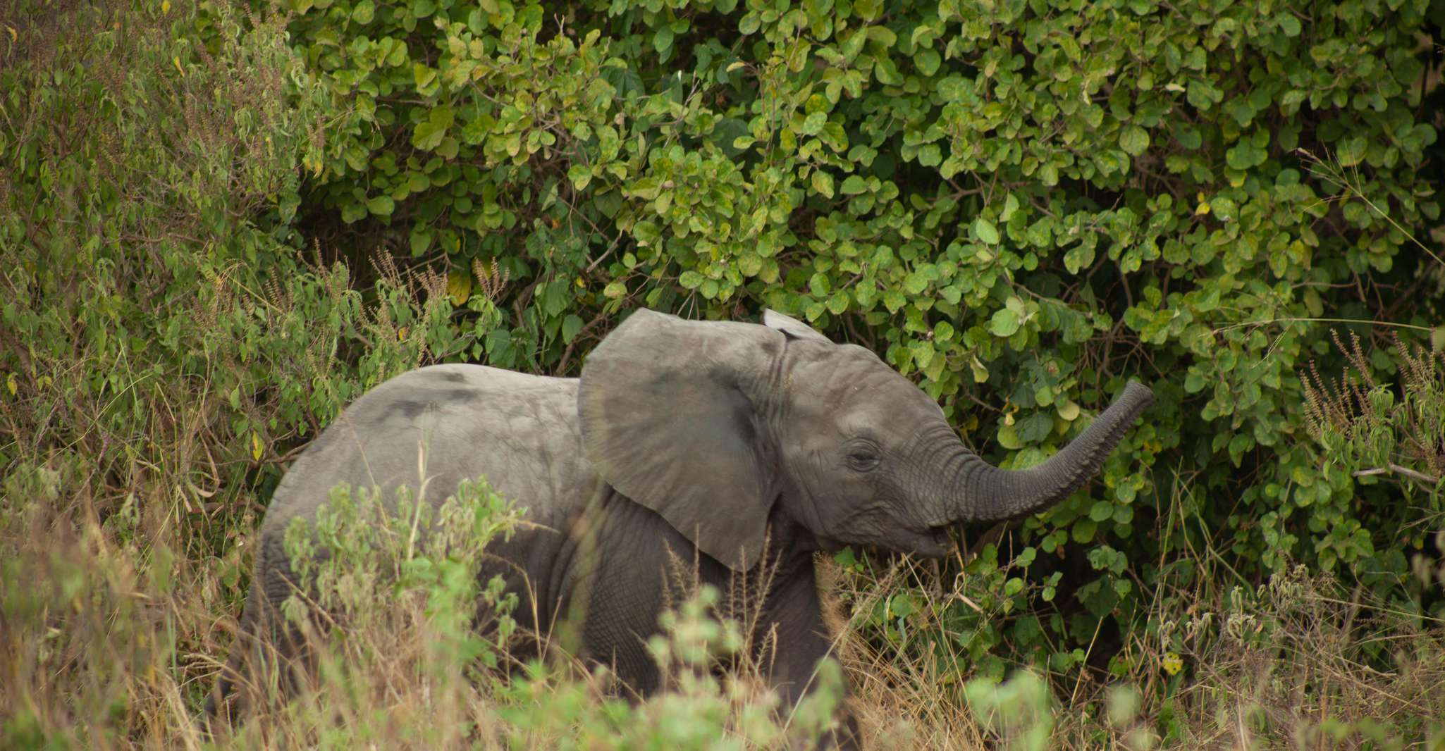 Три (03) дня жизни благодаря привлекательности Танзании. - Hizvo