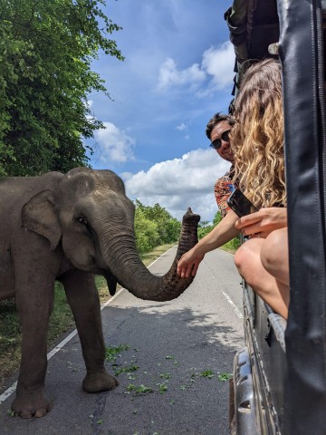 Visit From Galle/Hikkaduwa/Mirissa Trip to Udawalawe Safari Tour in Mirissa, Sri Lanka
