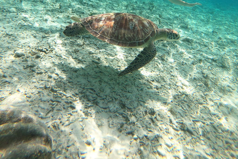 Gili Trawangan Group/Public Snorkeling 3 Wyspa Gili