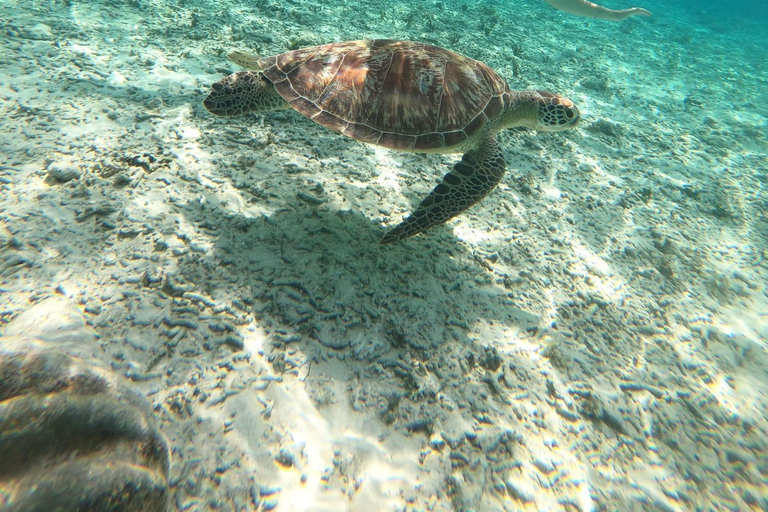 Gili Trawangan Group/Public Snorkeling 3 Gili's Island