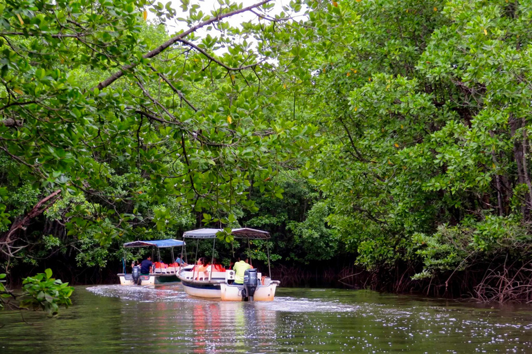 Semporna: Mangrove Cruise, Fireflies, Dinner & Transfer
