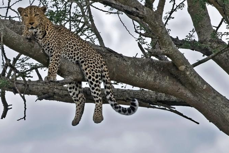 Parc national de Nairobi - demi-journée de safari : la capitale de la vie sauvage