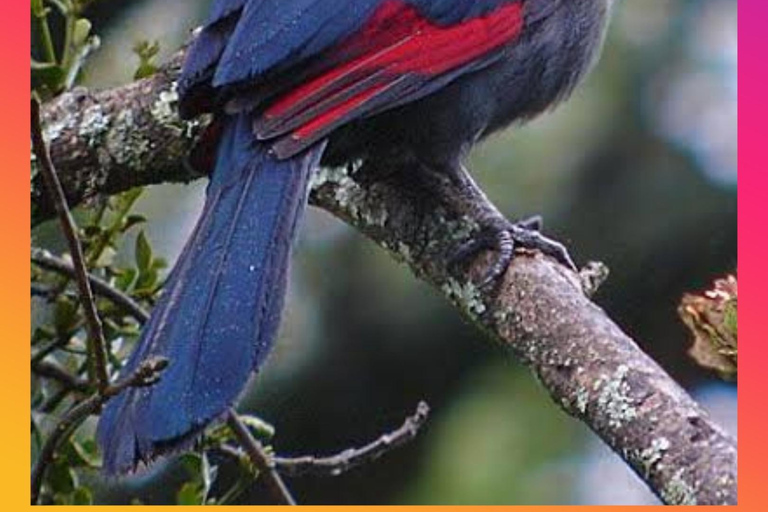 Addis Ababa: 10-Day Ethiopian Endemic Birdwatching Tour