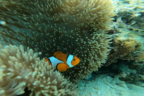 Lombok: pink beach snorkling trip with hotel pick up 2 Lombok: snorkling trip pink beach and explore pink beach