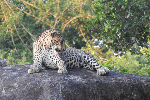 From Waligama, Mirissa, Tangalle, Yala safari & drop to Ella Yala Full day safari