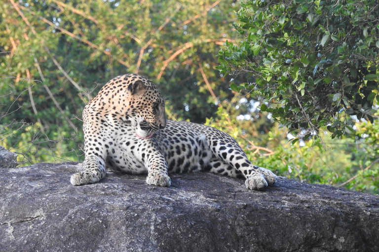 From Waligama, Mirissa, Tangalle, Yala safari & drop to Ella Yala Full day safari