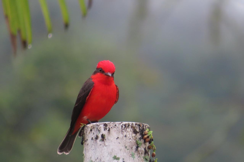 90 min de Monserrate: sabores do café, aves e cultura com guia localDescobre o encanto da Colômbia: Experiência de café e observação de aves perto de Bogotá