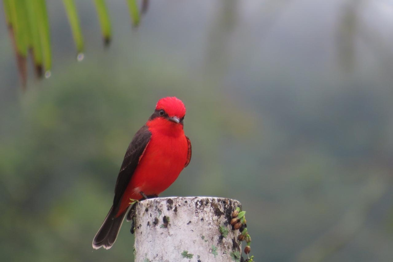 90 min de Monserrate: sabores do café, aves e cultura com guia localDescobre o encanto da Colômbia: Experiência de café e observação de aves perto de Bogotá