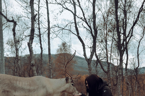 Reindeer Feeding and Sami Culture with Lunch in Autumn Tromsø: Reindeer Feeding and Sami Culture in Autumn