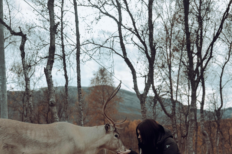 Reindeer Feeding and Sami Culture with Lunch in Autumn Tromsø: Reindeer Feeding and Sami Culture in Autumn