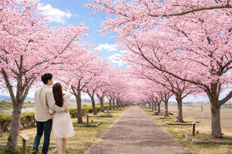 Osaka/Kyoto:Ono Sakura & Himeji Castle Cultural Day Trip Small Group(from/to Osaka)