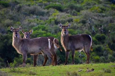 Sansibar: 3-tägige Safari nach Tarangire, Ngorongoro und Arusha