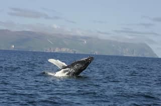 Walbeobachtungstour in Puerto Vallarta mit Schnellboot oder Katamaran