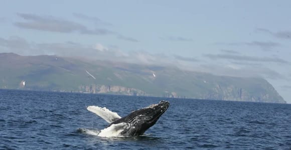 Whale Watching Tour in Puerto Vallarta by Speedboat or Catamaran