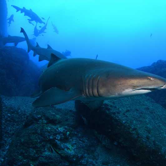 Bondi: Hai sukeldumine Bushrangers Bay's sertifitseeritud sukeldujatele