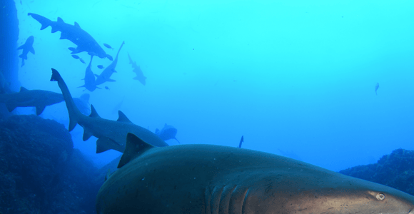 Bondi: Shark Dive at Bushrangers Bay for Certified Divers