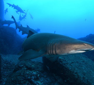 Shark diving in Sydney