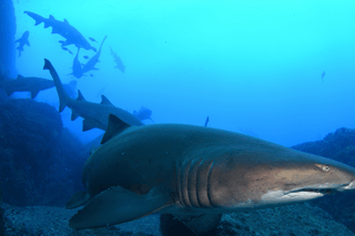 Shark diving in Sydney